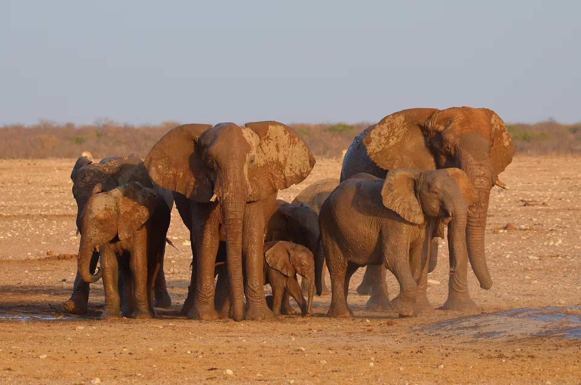 Elephant Herd in Etosha, Namibia Elephant Herd in Etosha, Namibia