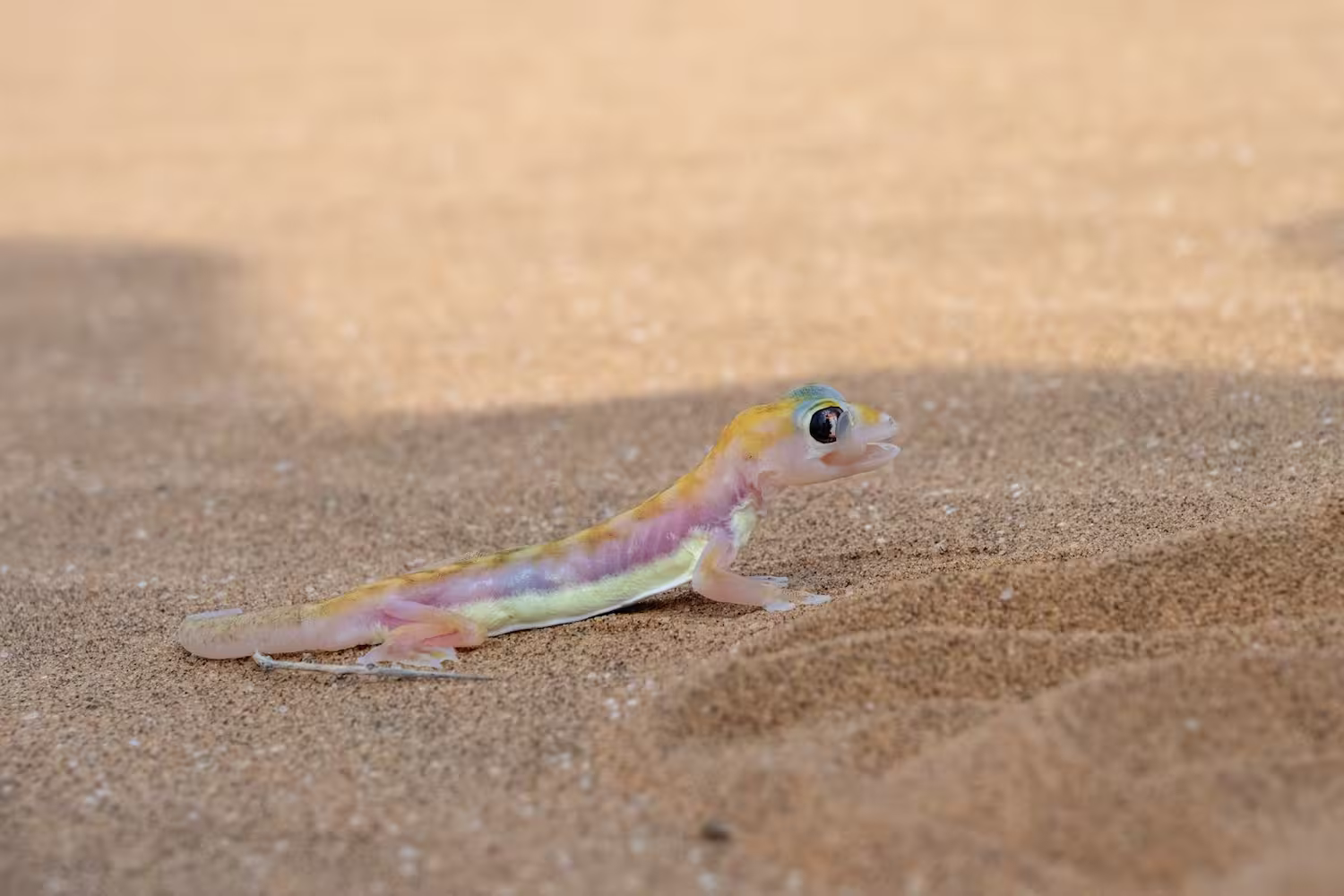 Sand Gecko Namibia