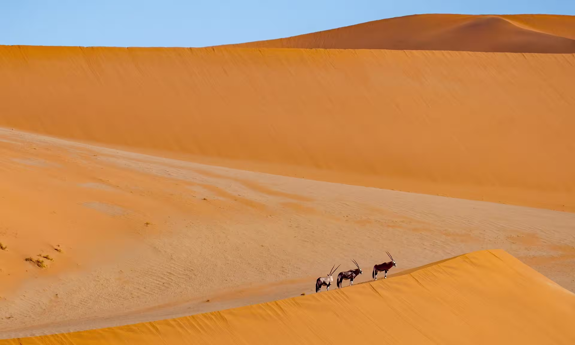 Namibia Kalahari Dunes Oryx Namibia Kalahari Dunes Oryx