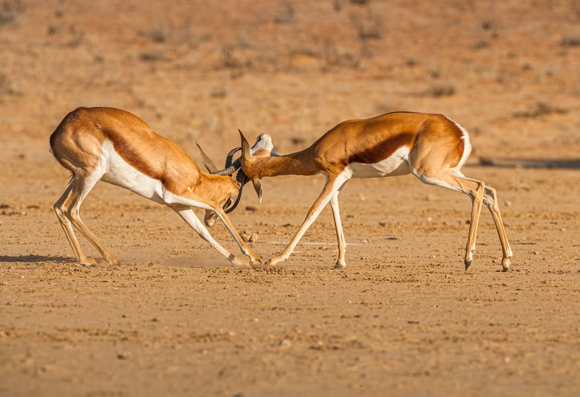 Springbok Fight Kalahari Springbok Fight Kalahari