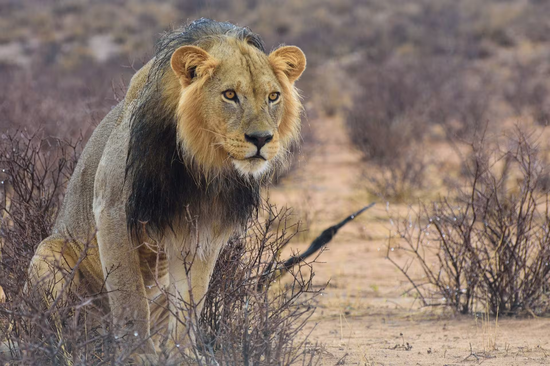 Black Maned Kalahari Lion