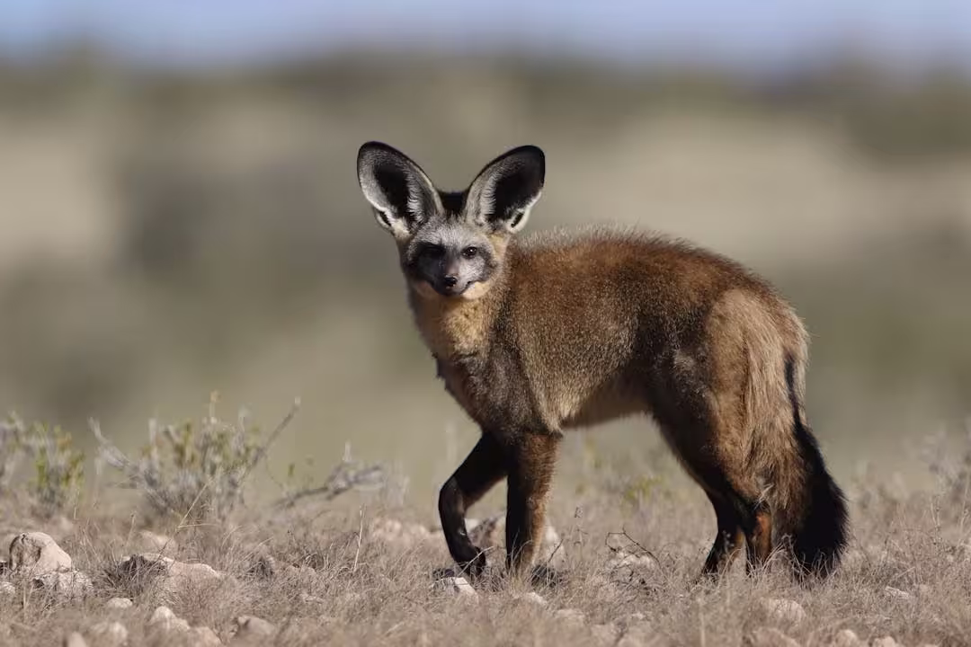 Bat Eared Fox Bat Eared Fox