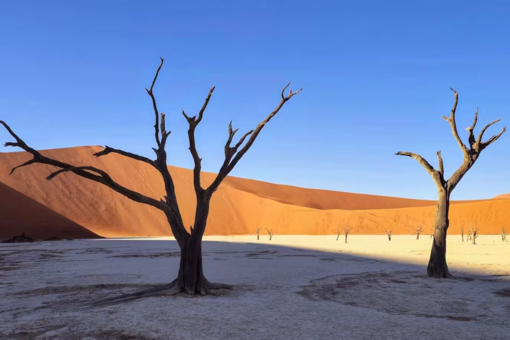 Two Bear Tree Deadvlei