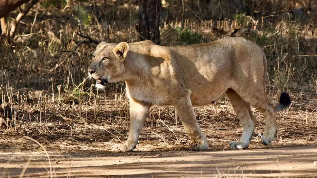 Asiatic Lioness in Gir