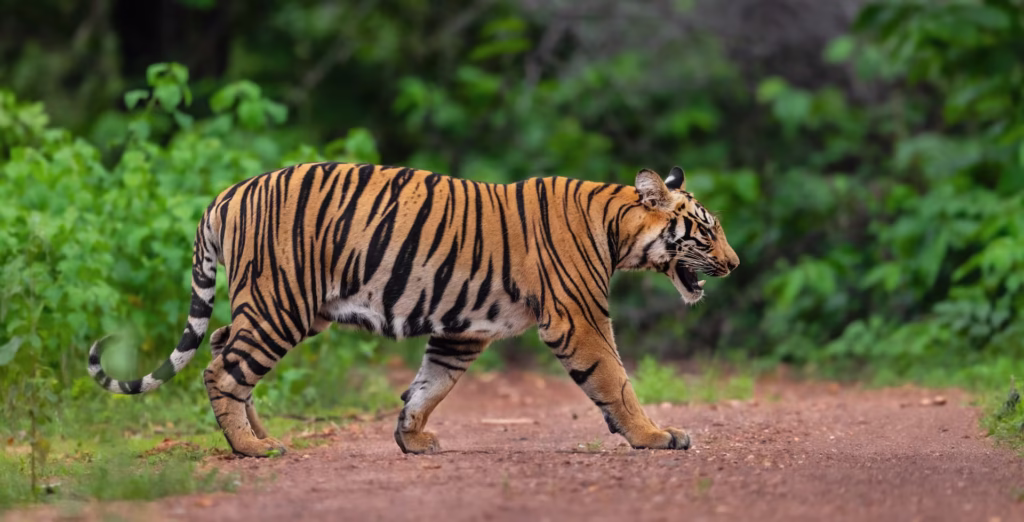Big Cats Safari Bengal Tiger India Big Cats Safari Bengal Tiger India