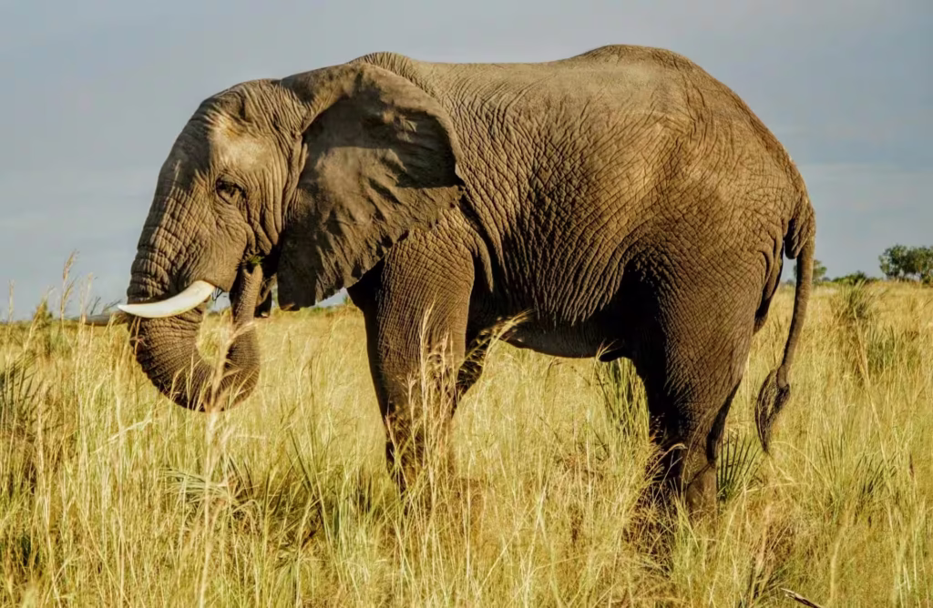 Elephant Grazing in Okavango Delta