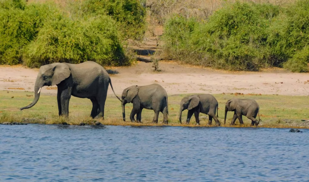 Baby Elephant Crossing River