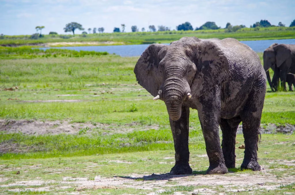Elephant Grazing in Open Field