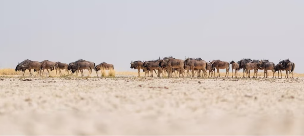 Makgadikgadi Pans Wildebeest Herd