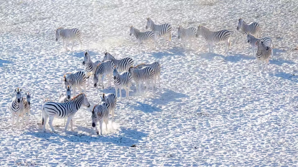 Zebra Herd Makgadikgadi Pans