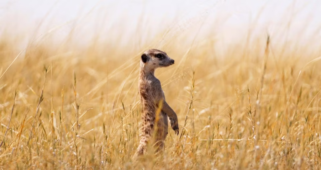 Meerkat in Makgadikgadi Pans National Park