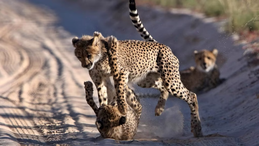 Wild Cheetah Playing in Kalahari Desert