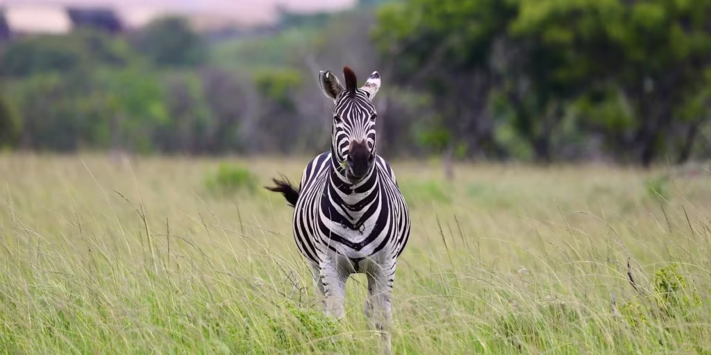 Zebra in Akegara National Park Zebra in Akegara National Park