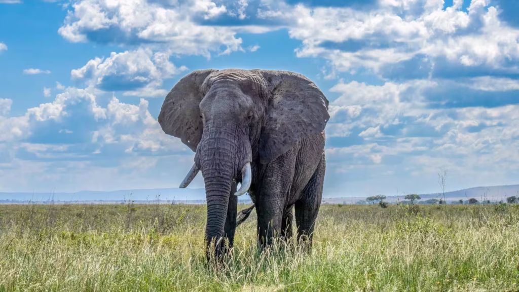 Large Elephant in Tanzania Large Elephant in Tanzania
