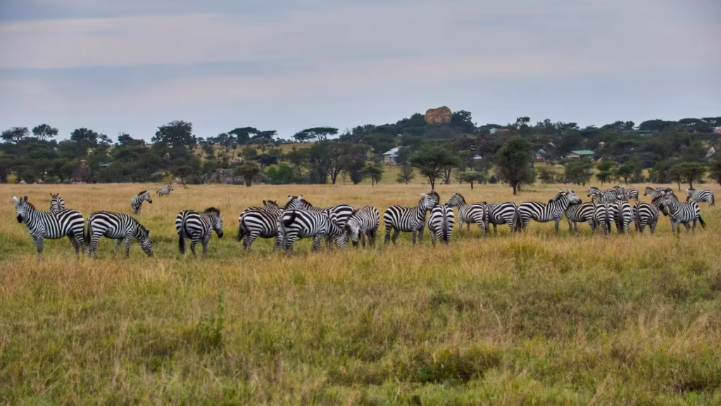 Herds of Zebra in Serengeti Herds of Zebra in Serengeti