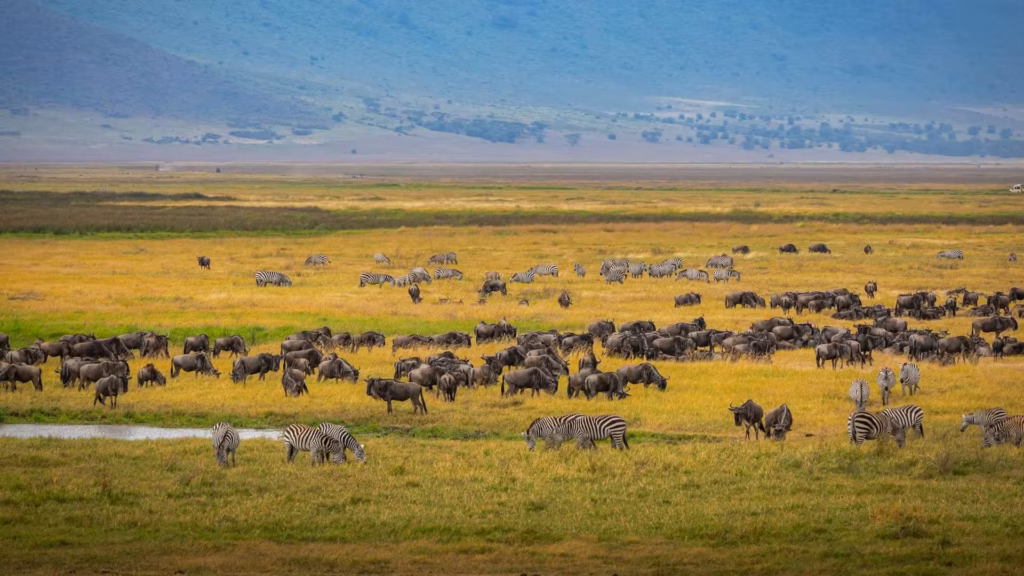 Best of Kenya and Tanzania Safari Best of Kenya and Tanzania Safari