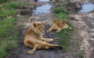 Big Cats of Kenya: A Complete Species Guide for Safari Travellers