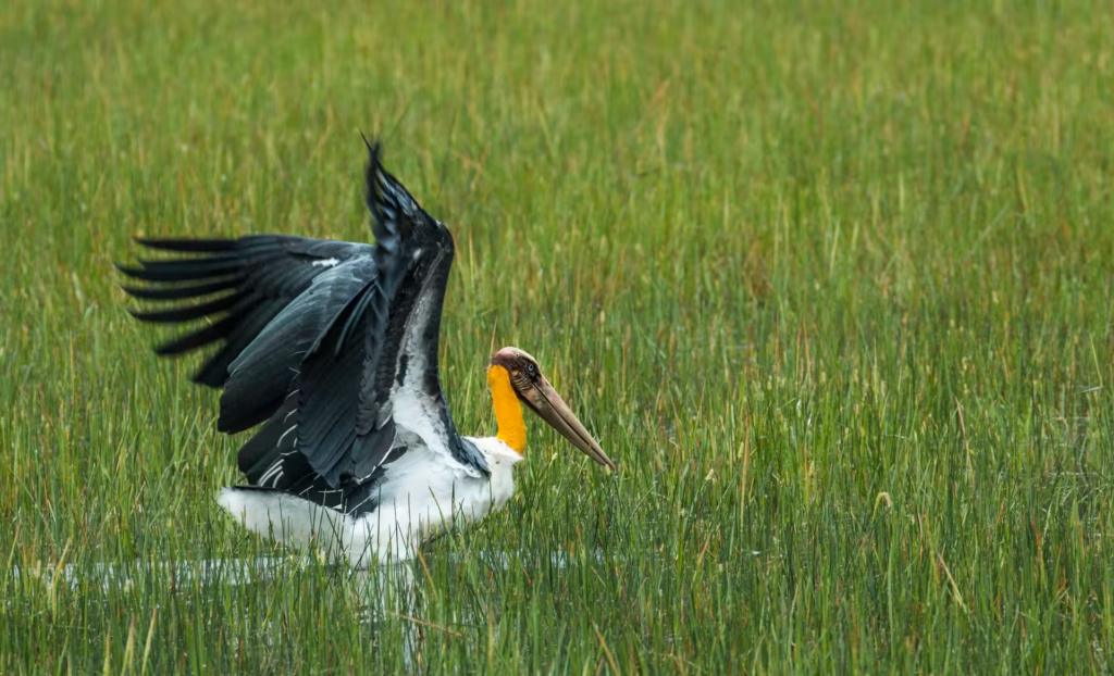 Yellow Necked stork Kanha