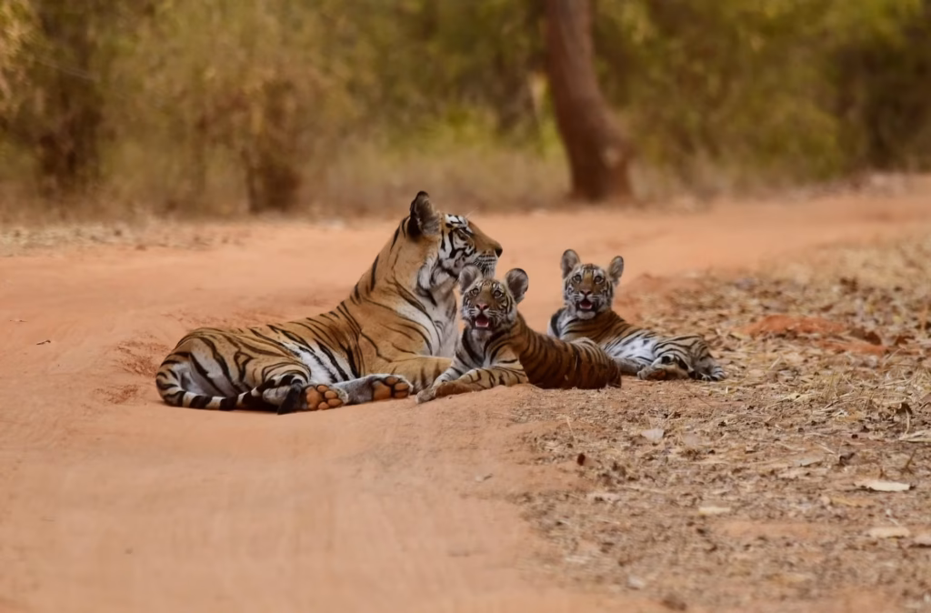 Tigress with cubs in Bandhavgarh Tigress with cubs in Bandhavgarh