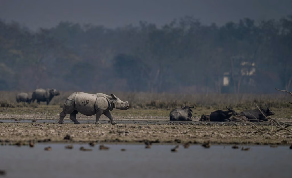 Rhino in Manas National Park Rhino in Manas National Park