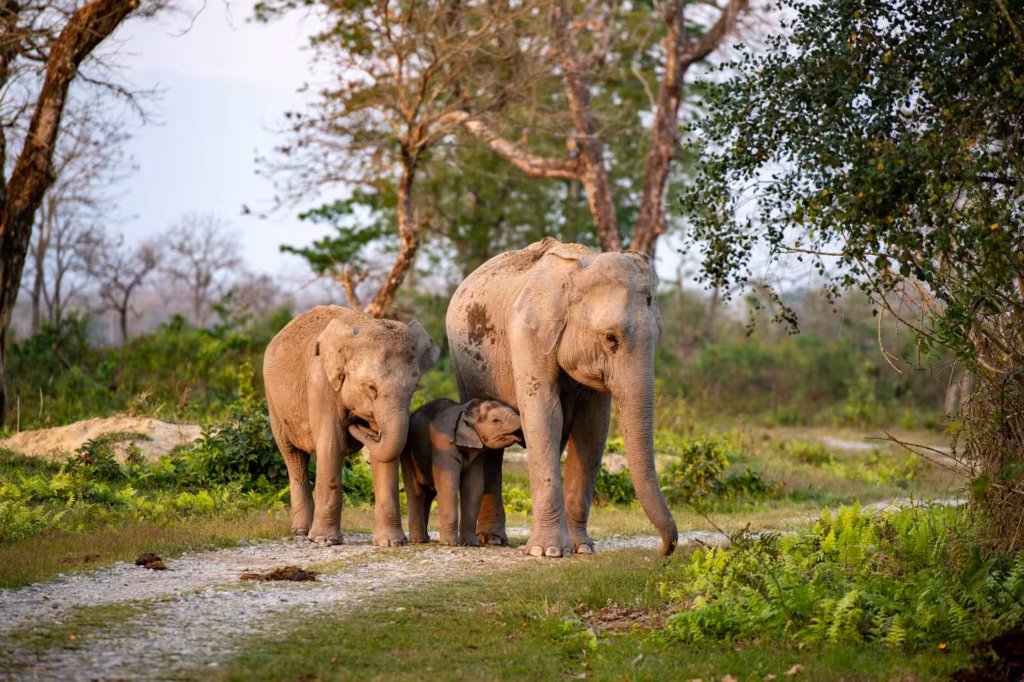 Wild Elephants in Kaziranga Wild Elephants in Kaziranga