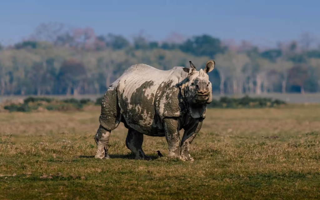 Rhino in Kaziranga Rhino in Kaziranga