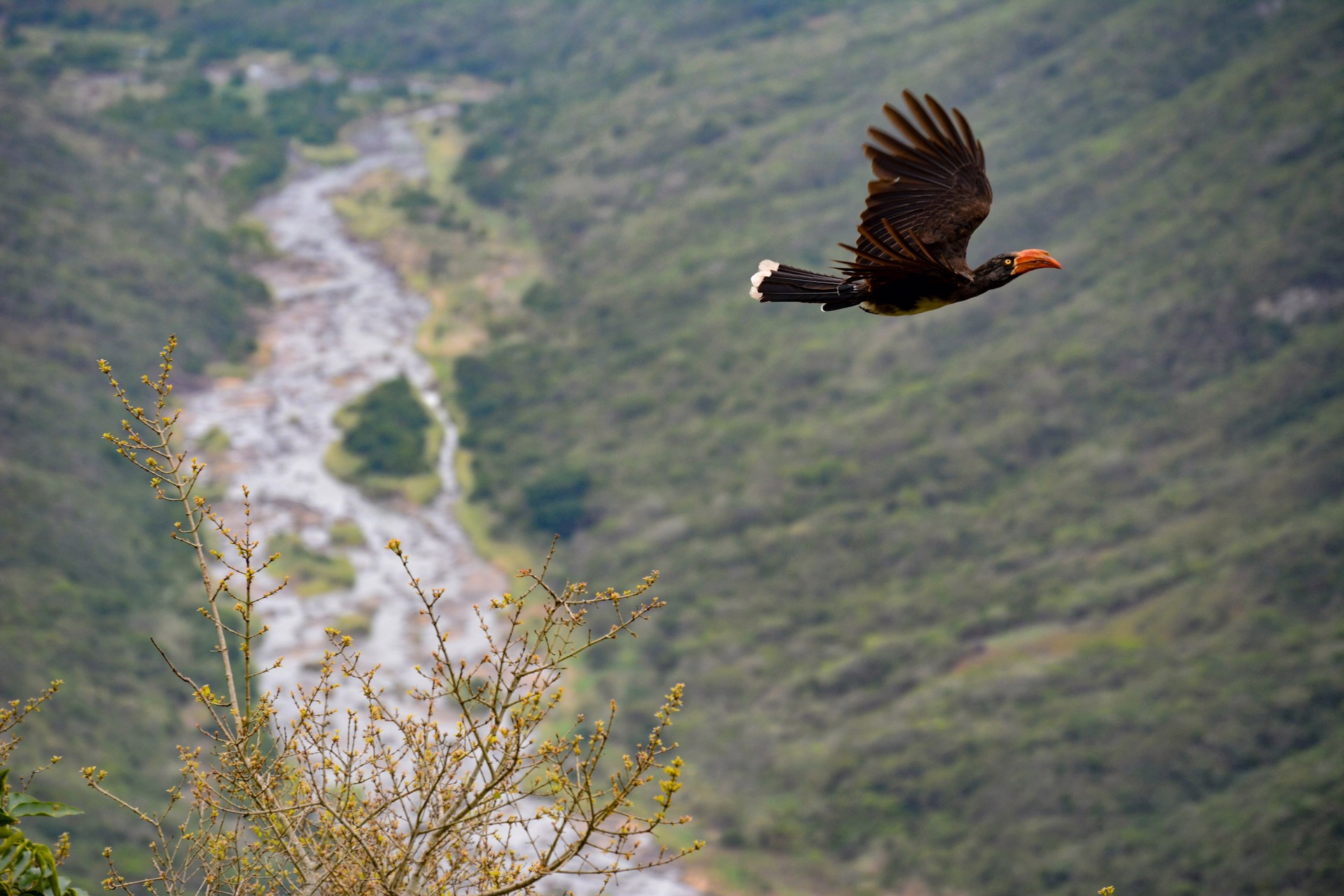 Bearded vulture flying over mountains